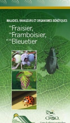 comment detecter et traiter une infestation de ravageurs rapidement