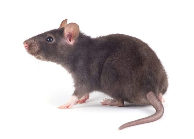 comment eliminer efficacement le bruit de rat astuces et solutions
