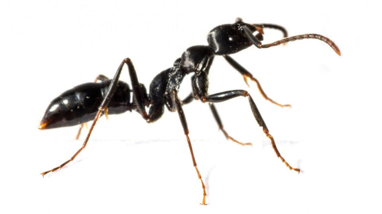 comment eliminer efficacement les fourmis noires conseils de lutte antiparasitaire