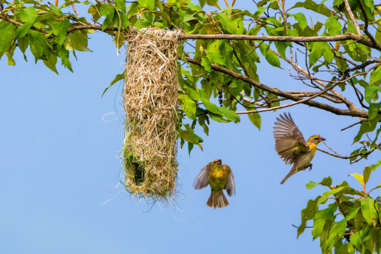 comment eliminer efficacement les nids doiseaux guide pratique et conseils