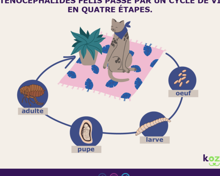 comment eliminer efficacement les puces de parquet guide pratique