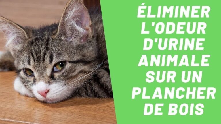 comment eliminer efficacement lodeur durine de chat sur le beton