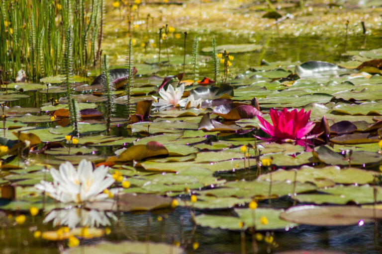 comment eliminer les escargots de votre etang guide pratique