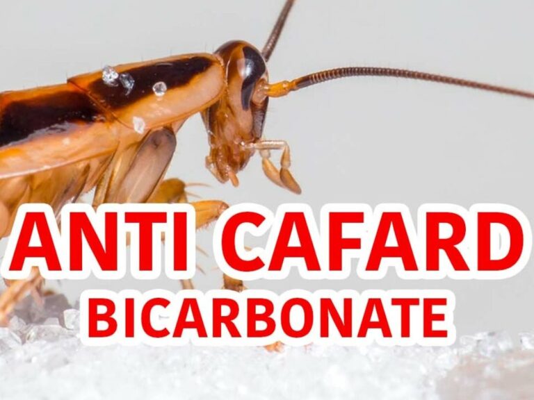 comment eliminer les marques de frottis de cafards efficacement