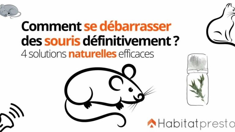 comment eliminer les souris dans un appartement en location astuces et conseils