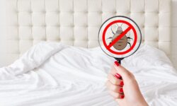 Comment éliminer les taches de sang efficacement : astuces anti-nuisibles comment-eliminer-les-taches-de-sang-efficacement-astuces-anti-nuisibles