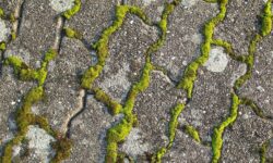 comment-eliminer-un-arbre-rapidement-et-efficacement-avec-de-lacide