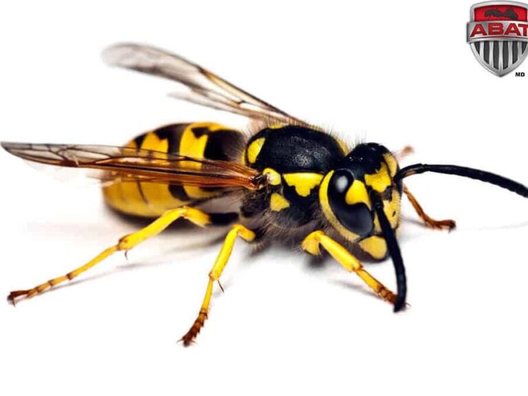 comment eliminer un nid de guepes naturellement astuces efficaces