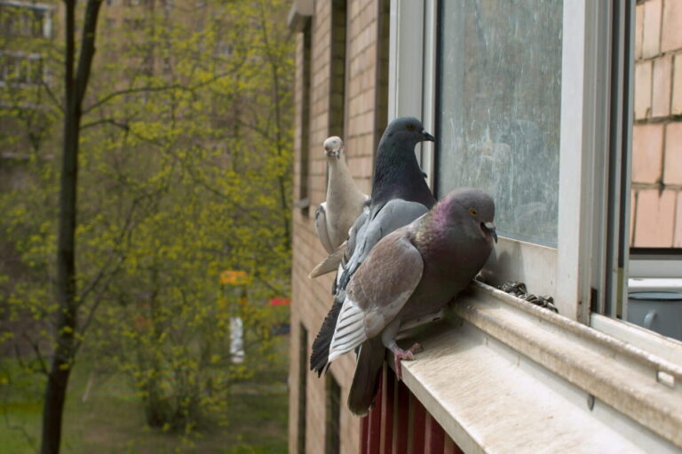 comment eloigner les oiseaux pour eviter les dejections