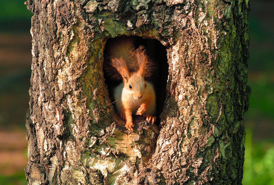 comment empecher les ecureuils denvahir votre logement