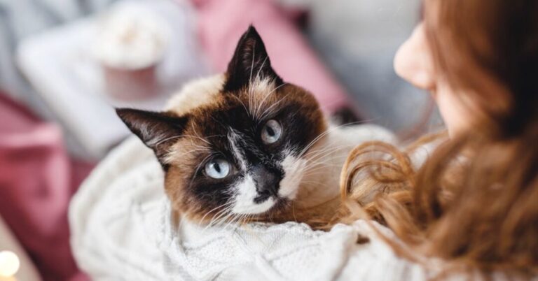 comment empecher votre chat de manger vos cheveux astuces et solutions