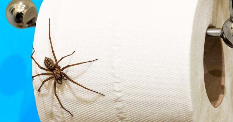 comment eviter les araignees attirees par les lumieres