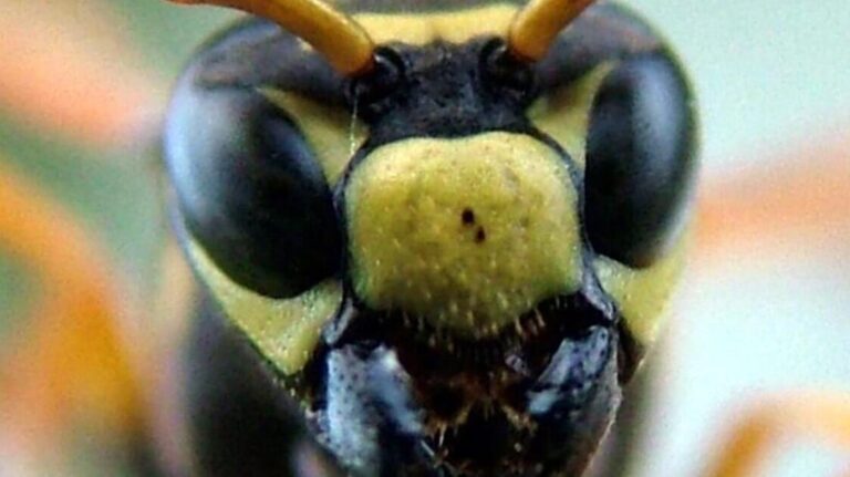 comment eviter les piqures de reine astuces de lutte antiparasitaire