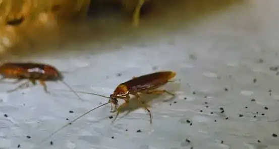 comment faire sauter les bebes cafards astuces antiparasitaires efficaces