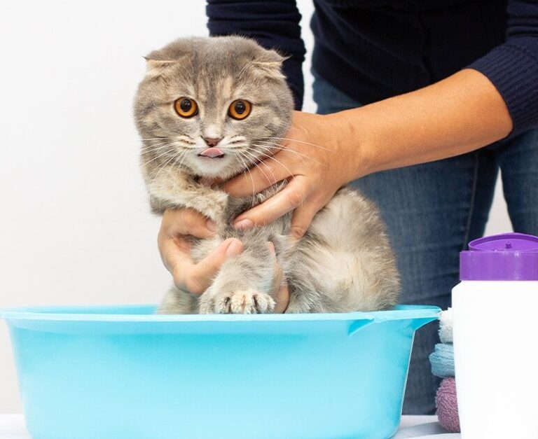 comment gerer les animaux occupes conseils de lutte antiparasitaire