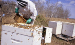 comment-hiberner-les-abeilles-conseils-pratiques