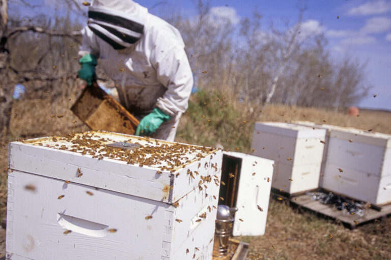 comment hiberner les abeilles conseils pratiques