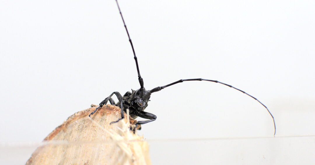 comment prevenir et limiter les degats causes par les nuisibles