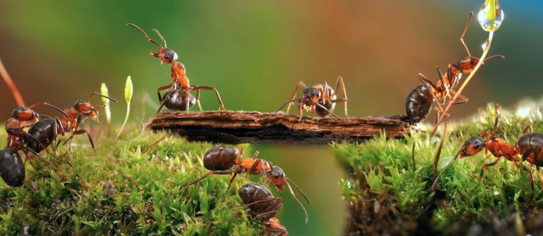 comment prevenir et traiter les baisses de fourmis charpentieres efficacement