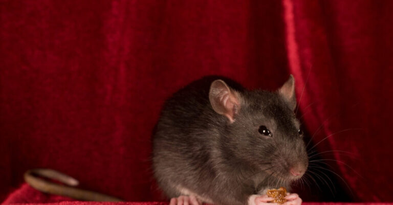 comment proteger votre garde manger contre les rats blancs