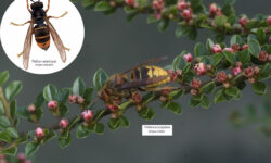 comment-reagir-si-un-frelon-se-pose-sur-vous-astuces-et-conseils