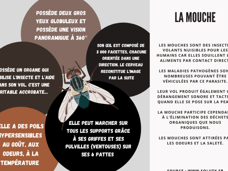 comment reparer efficacement une troue de la mouche astuces et conseils