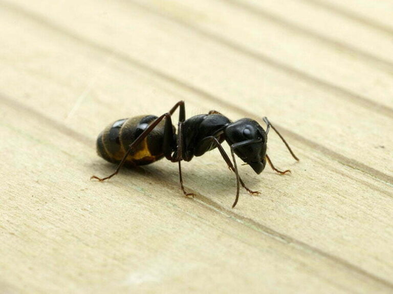 comment se debarrasser des fourmis dans leau guide antiparasitaire efficace
