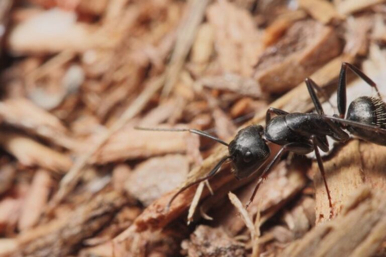 comment se debarrasser des fourmis de charpente methodes efficaces