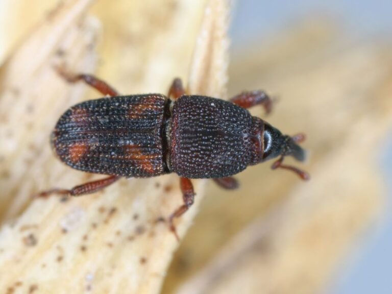 comment se debarrasser des insectes dhumidite dans votre maison