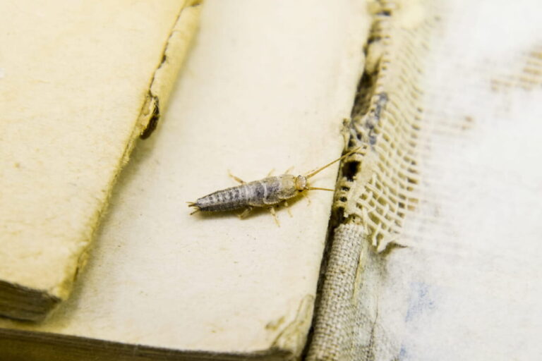 comment se debarrasser des minuscules insectes argentes dans les plantes dinterieur de sol