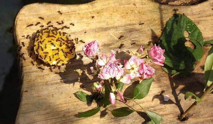 comment se debarrasser des nuisibles dans votre entreprise avec corporate monro owning