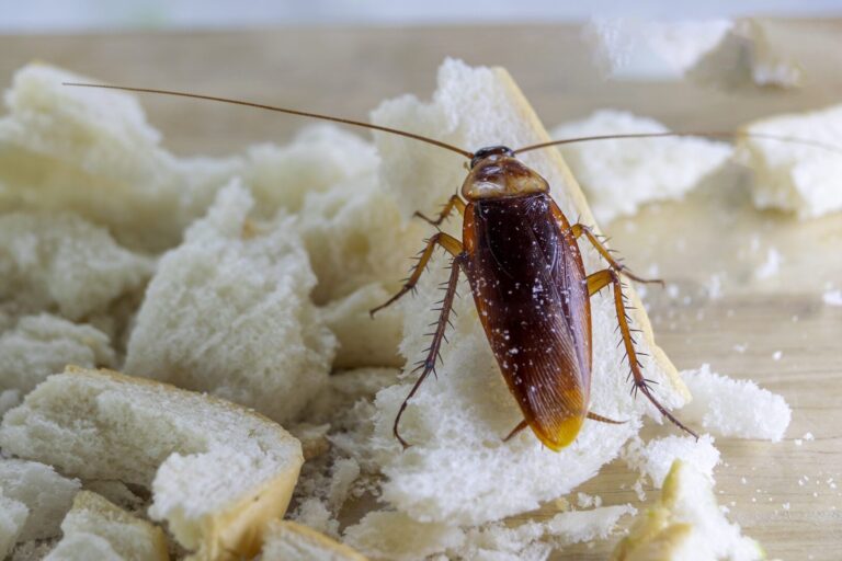 comment se debarrasser des punaises de lit dans la maison de mon petit ami