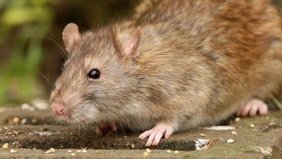 comment se debarrasser des rats dans votre cuisine guide pratique