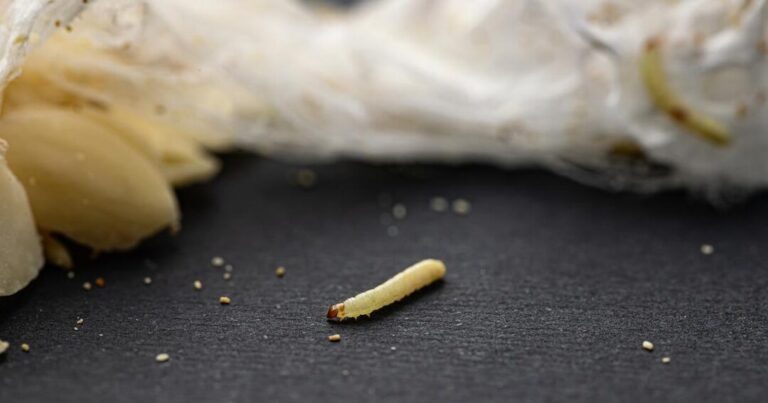 comment se debarrasser des vers blancs sur le plafond de votre maison