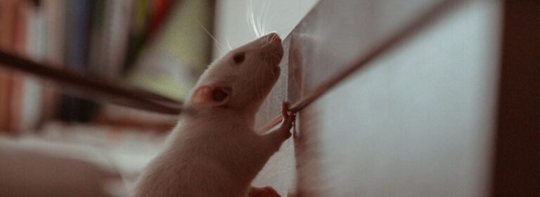 comment se debarrasser du bruit de souris astuces et conseils