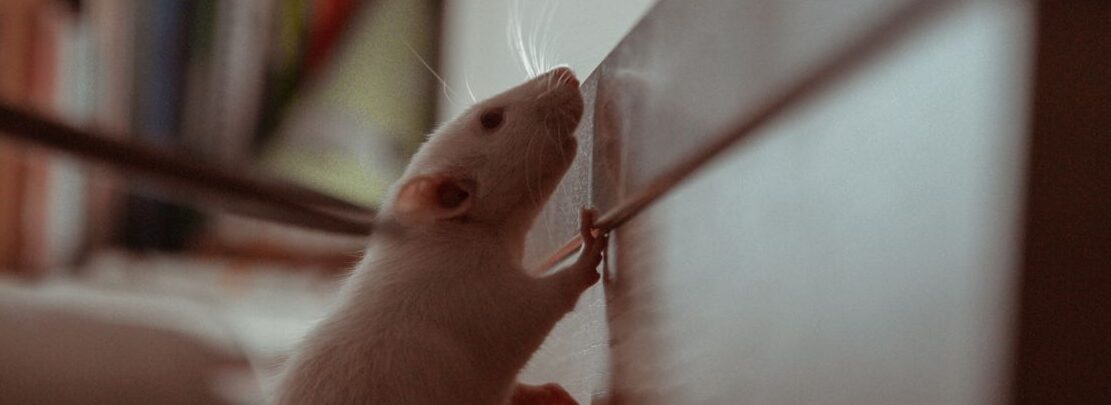 comment se debarrasser du bruit de souris astuces et conseils