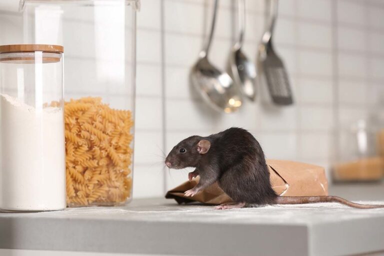 comment se debarrasser dun rat dans les canalisations guide pratique