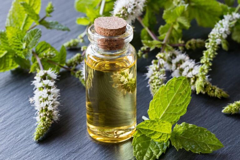 comment se debarrasser dun raton laveur effrayant guide de lutte antiparasitaire