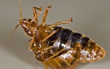 comment se debarrasser efficacement des bugs de lady guide anti nuisibles