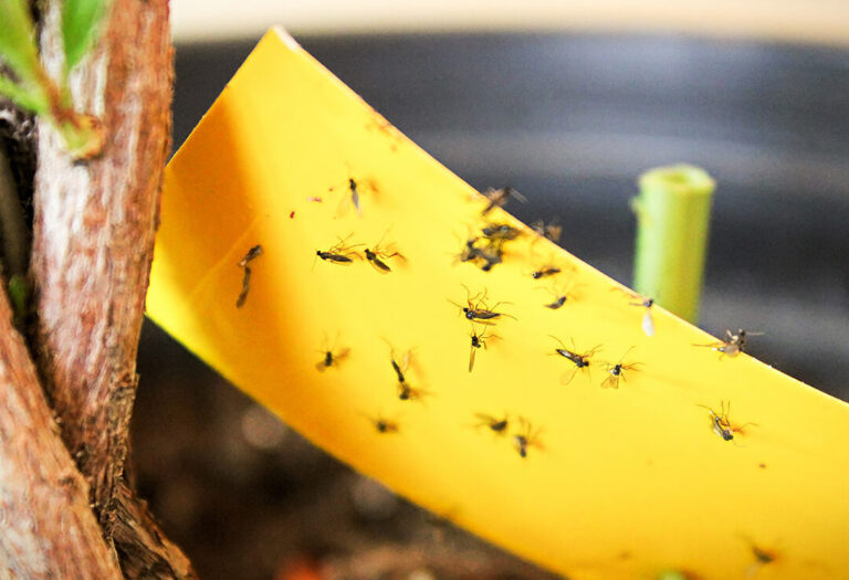 comment se debarrasser efficacement des mouches dhumidite