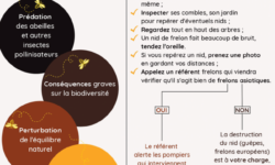 comment-se-debarrasser-efficacement-du-cocon-de-frelon-astuces-et-conseils