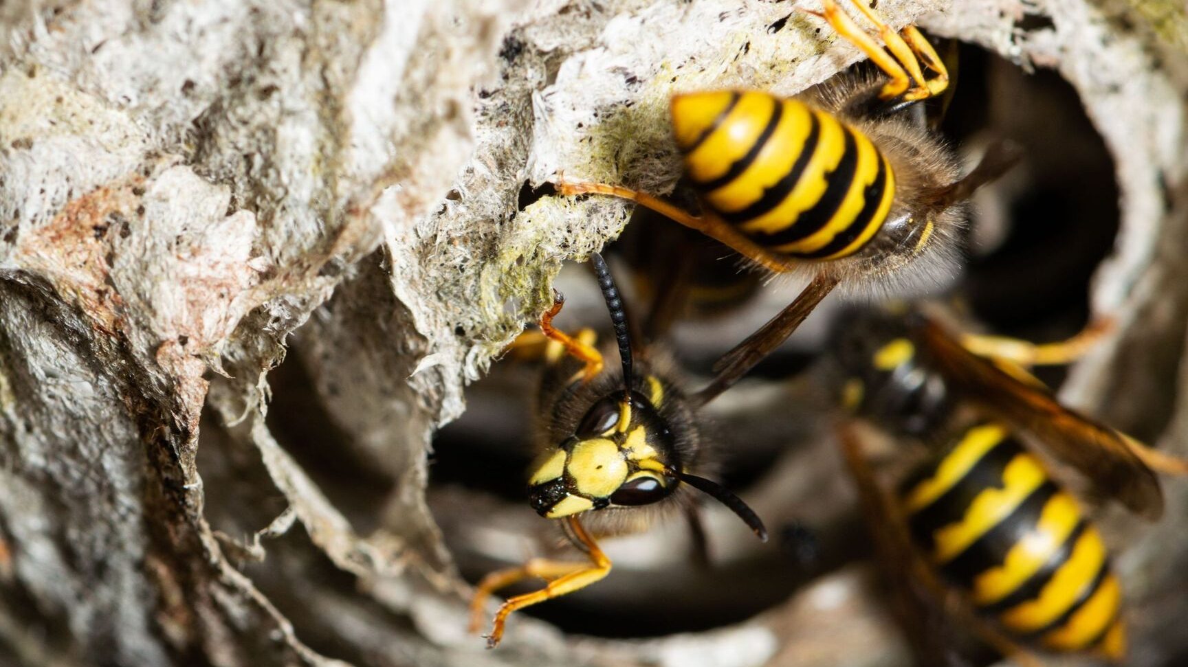 comment-se-debarrasser-efficacement-dun-nid-de-guepes