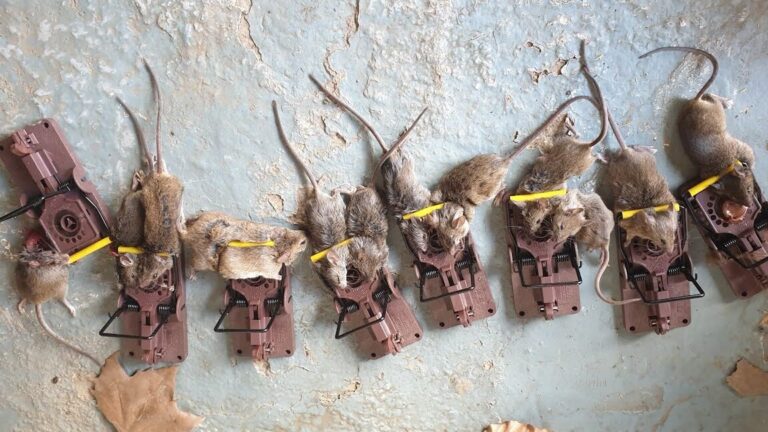 comment se debarrasser efficacement dun nid de souris au four
