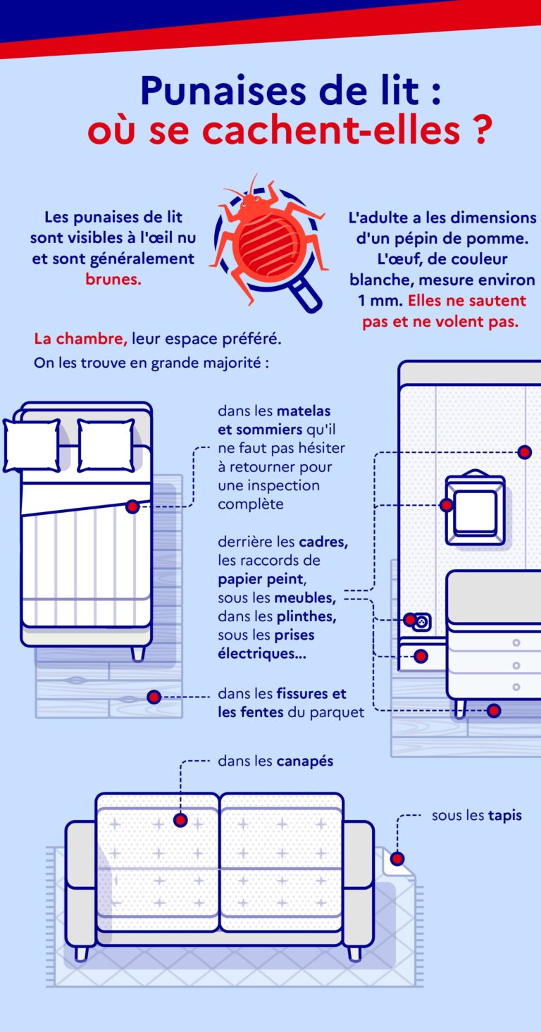 comment se debarrasser efficacement dune punaise de lit
