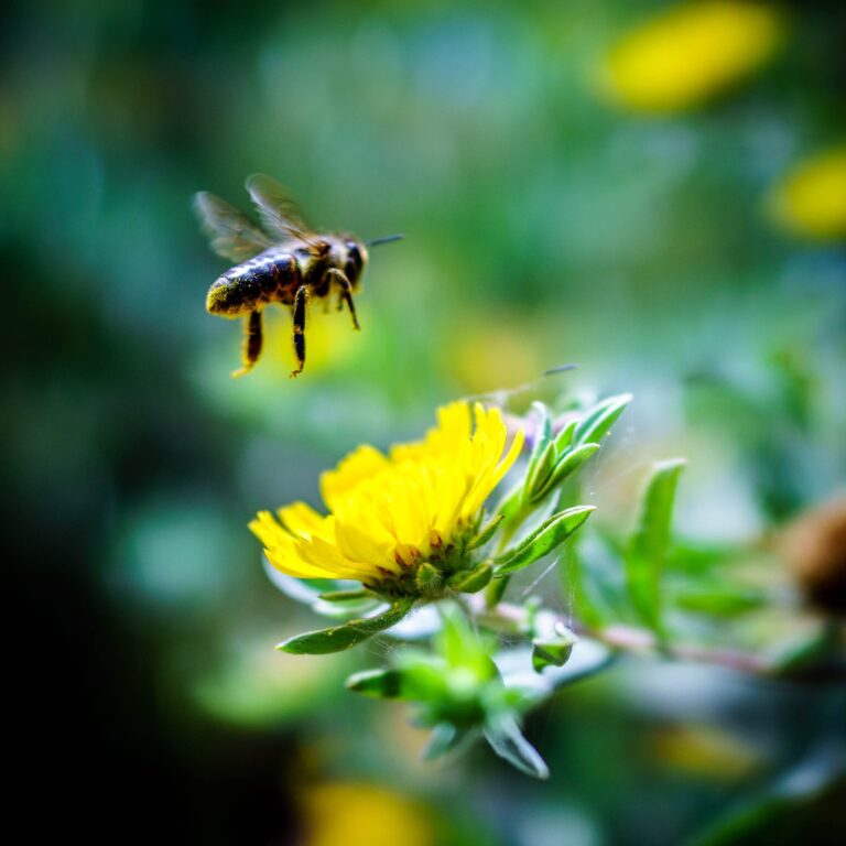comment surmonter sa peur des abeilles conseils pratiques et astuces