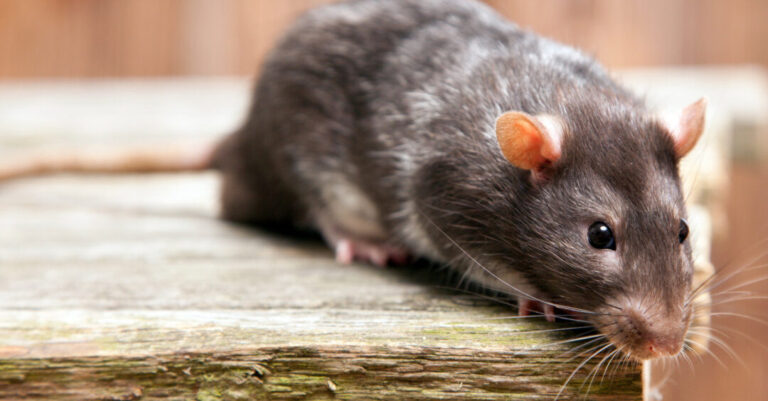comment traiter efficacement les marques de morsure de rat sur le plastique