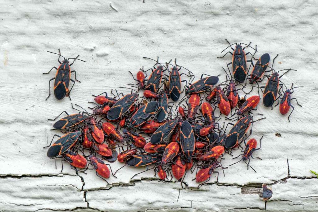 comment traiter efficacement une morsure de bug de boxelder
