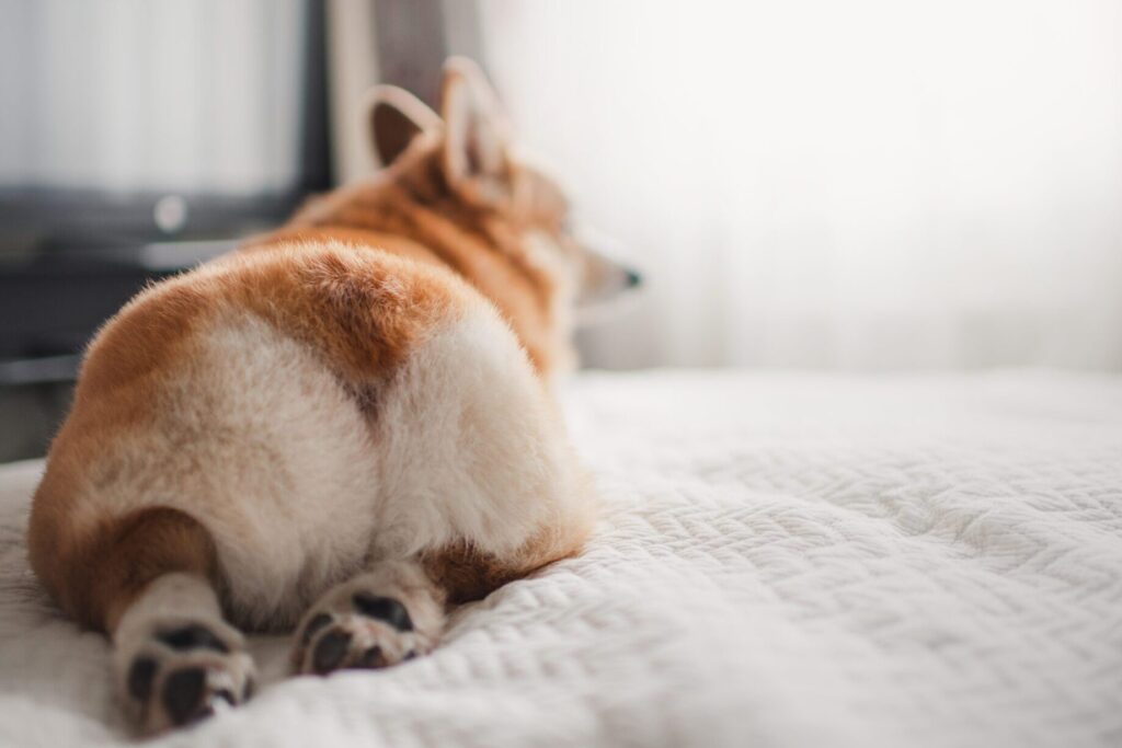 comment traiter les flatulences malodorantes chez votre chien
