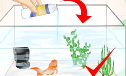 Comment traiter les morsures de poisson argenté: guide de lutte antiparasitaire comment-traiter-les-morsures-de-poisson-argente-guide-de-lutte-antiparasitaire