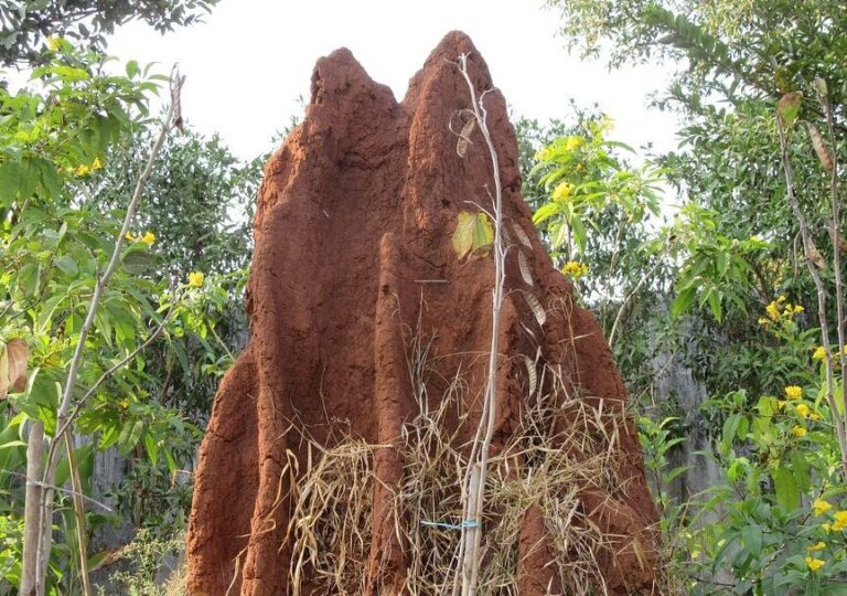 comparaison des dommages causes par les fourmis de charpentier et les termites